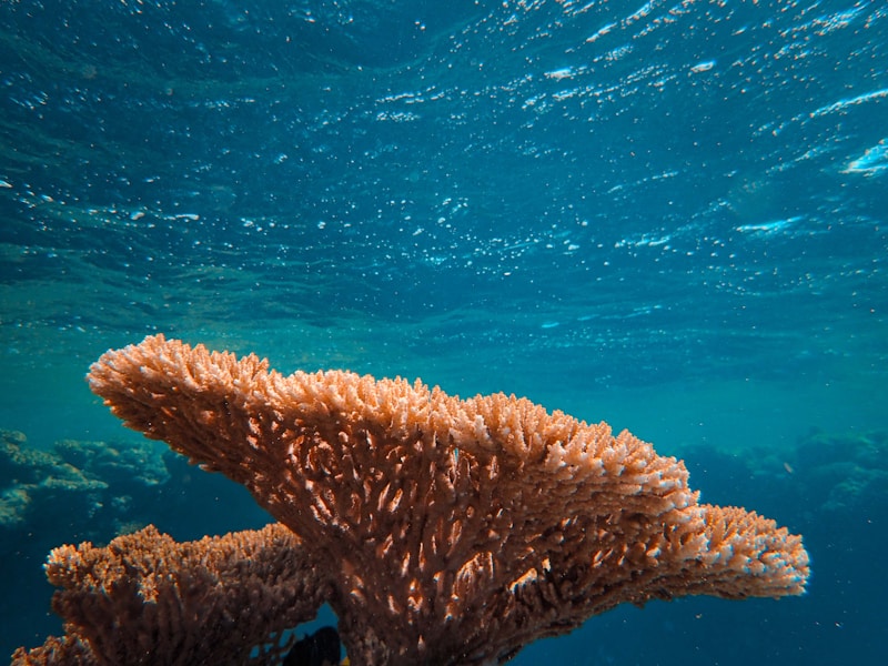 The lip of the Blue Hole at Dahab with a clear deep-blue circle in the reef shelf