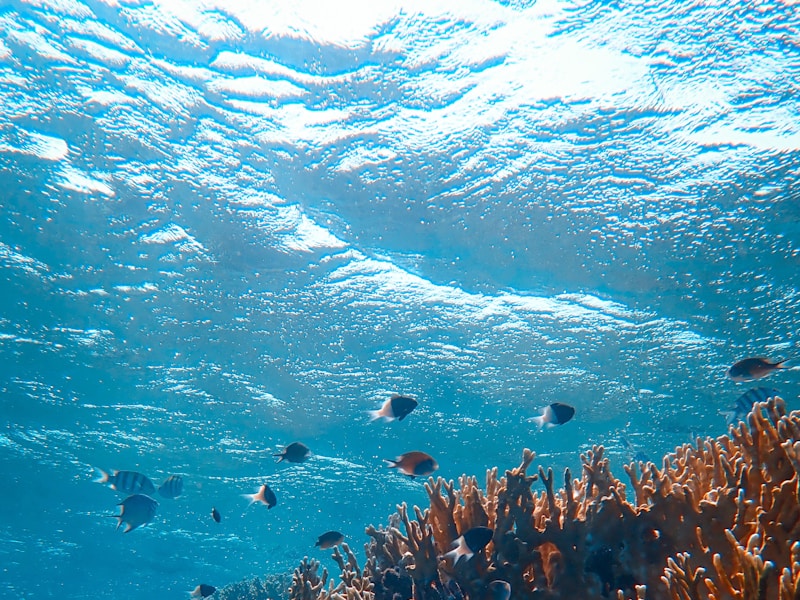 Mangrove channels and tidal flats of the Nabq protected area on the Gulf of Aqaba